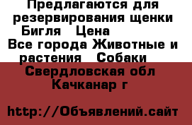 Предлагаются для резервирования щенки Бигля › Цена ­ 40 000 - Все города Животные и растения » Собаки   . Свердловская обл.,Качканар г.